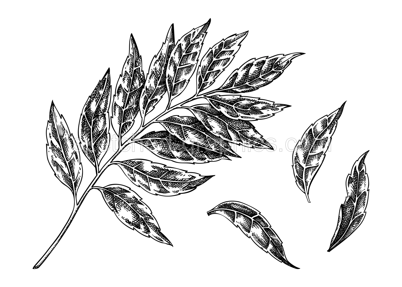 Curry plant leaves sketch. Kitchen spice drawing. Indian herbs and spices hand-drawn vector illustration. NOT AI generated Illustration